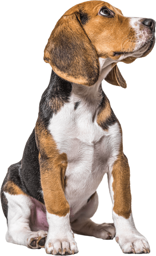 beagle sitting alone on a white background